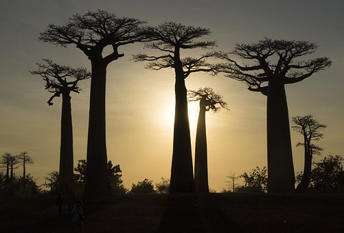 baobab